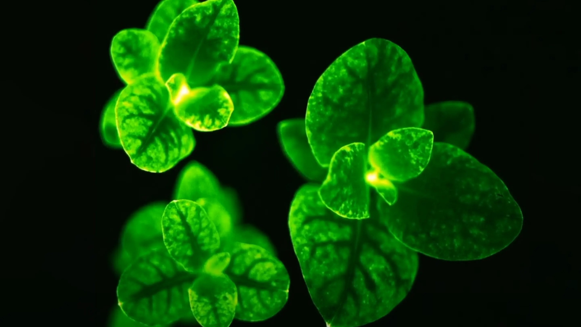 Bioluminescent petunia