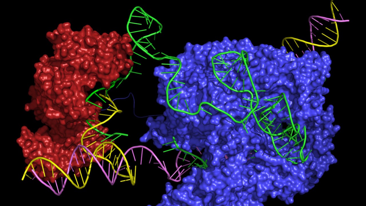 New Genome Editing Tools: Prime Editing and SeekRNA | Birow