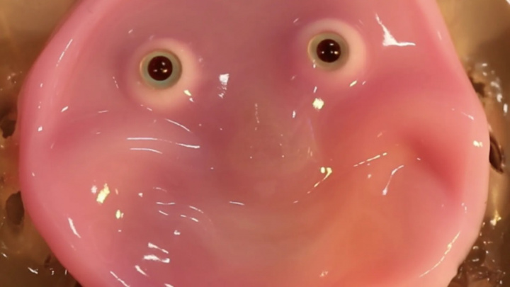 Humanoid Robot Face Covered with Living Skin